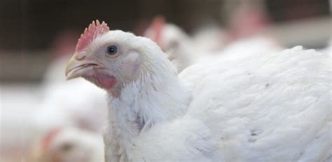 Receita Exporta O De Carne De Frango In Natura Cresce Em