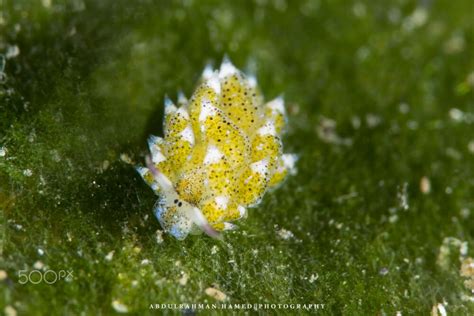 This Adorable Sea Sheep Can Photosynthesize And Looks Like A Cartoon