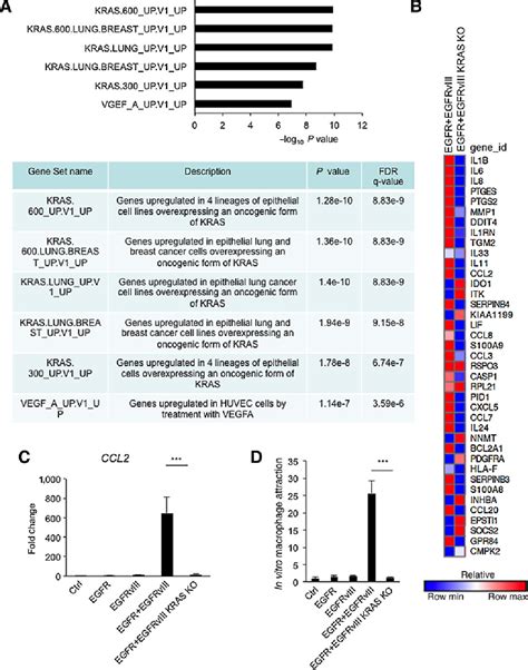 Figure From Egfr Cooperates With Egfrviii To Recruit Macrophages In