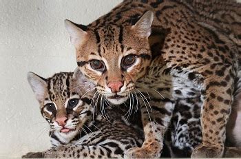 Ocelot Facts: Lesson for Kids | Study.com