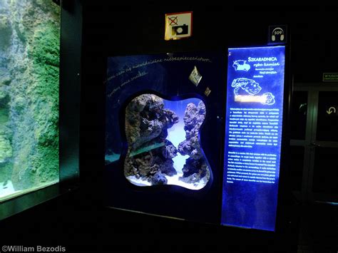 Stonefish Exhibit - Gdynia Aquarium - ZooChat