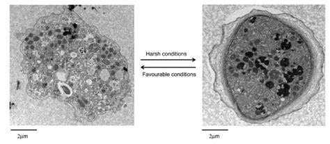 The Life Cycle Of Acanthamoeba Spp Under Favourable Conditions Download Scientific Diagram