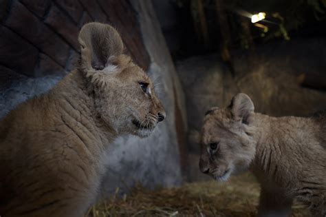 Big Cats Istanbuls Aslan Park Welcomes 2 Lion Cubs Daily Sabah