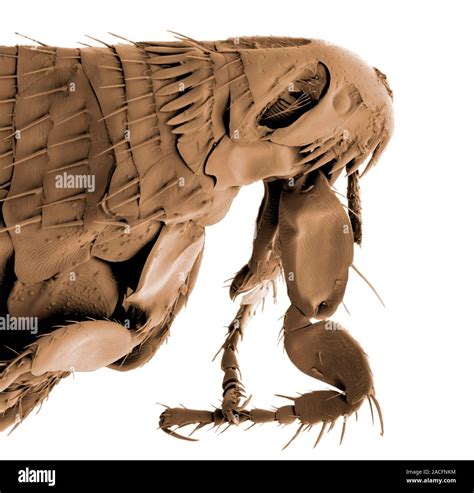 Head And Thorax Upper Body Of A Cat Flea Ctenocephalides Felis