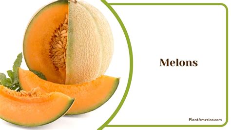 16 Climbing Fruits for Nutritional Value and Tasty Harvests - Plant America