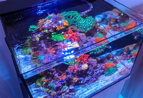 Tia S Studio 12 Nano Reef Update Reef Casa