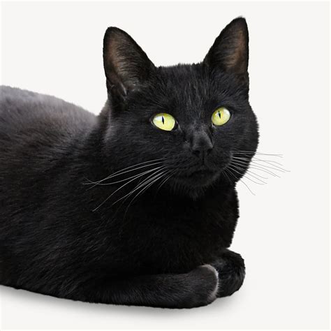 Black Cat Pet Isolated Design Free Photo Rawpixel