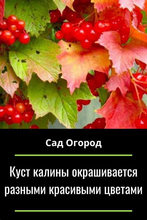 Куст калины окрашивается разными красивыми цветами | Красивые цветы ...