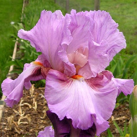 Persian Berry Tall Bearded Iris Nola S Iris Gardens