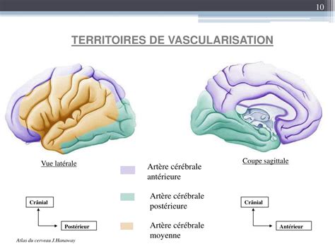 Ppt Vascularisation Du Syst Me Nerveux Central Powerpoint