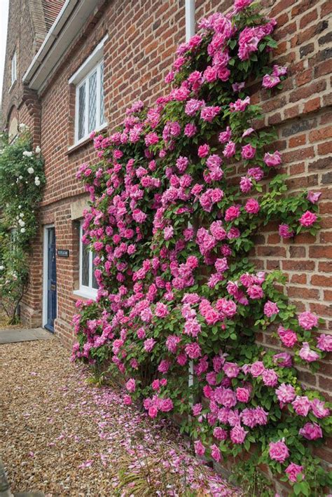 Climbers On Walls Climbing Flowers Climbing Plants Wall Climbing Plants