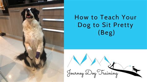 How To Teach Your Dog To Sit Pretty Beg Youtube