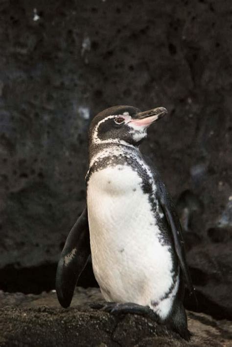 Photos Of Flightless Birds All 18 Penguin Species Penguin Species