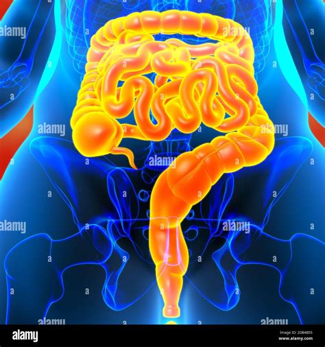 Intestino delgado y grueso Ilustración 3D sistema digestivo humano