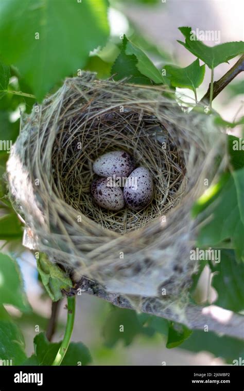 Bird Nest With Three Eggs On A Tree Branch Stock Photo Alamy