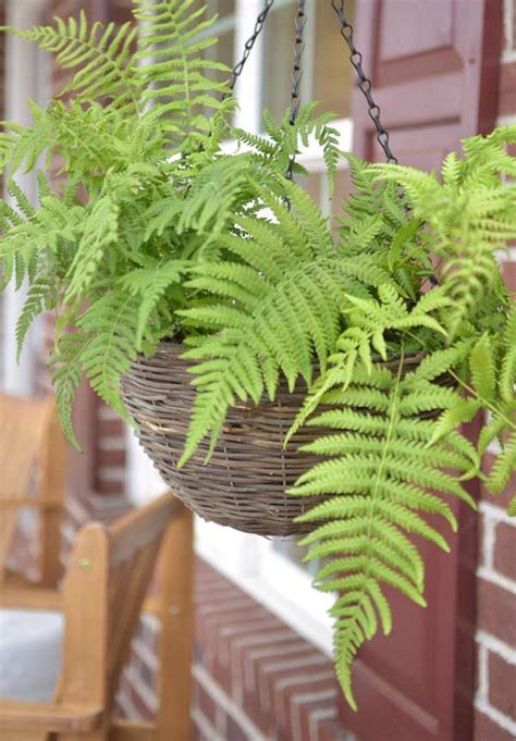 Best Hanging Ferns | Ferns for Hanging Basket | Balcony Garden Web