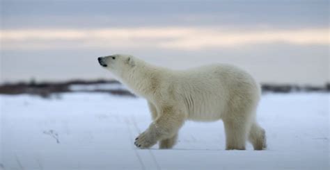 800+ Red Panda Names Cute & Unique Red Panda Name