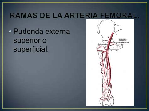 Compartimiento Anterior Y Medial Del Muslo Ppt