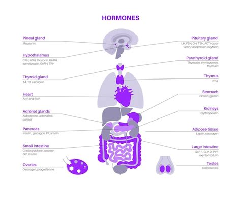 Hormonas En El Cuerpo Humano Vector Premium