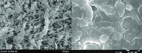 Scanning Electron Microscopy Of The Ptfe Membrane Surface A Fresh