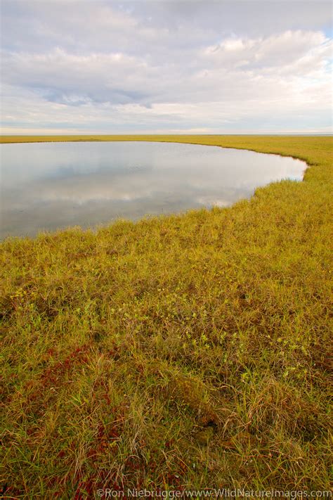 Arctic Coastal Plain | Photos by Ron Niebrugge