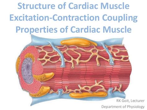 Structure Of Cardiac Muscle Excitation Contraction Coupling Propertie