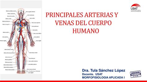 Principales Arterias Y Venas Allisson Udocz