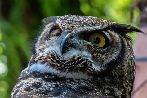 Tucúquere Bubo Magellanicus Magellanic Horned Owl Centralbirding