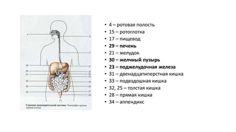 Пищеварительная система - презентация онлайн