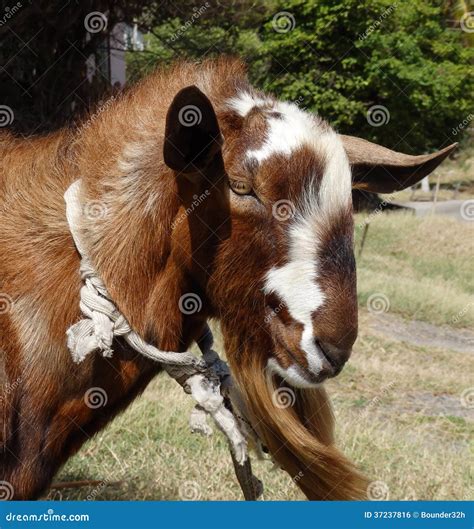 A Ram Goat In The Tropics Royalty Free Stock Image - Image: 37237816