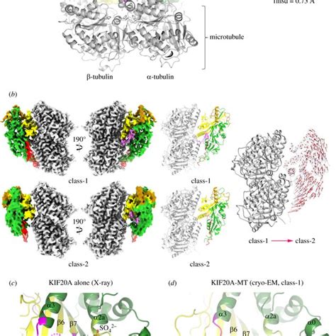 Structure Of The Microtubule Bound KIF20A Motor Domain And Influence Of