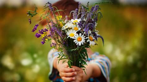 Wie viele Blumen dürfen Sie in der Natur pflücken Alltagswissen