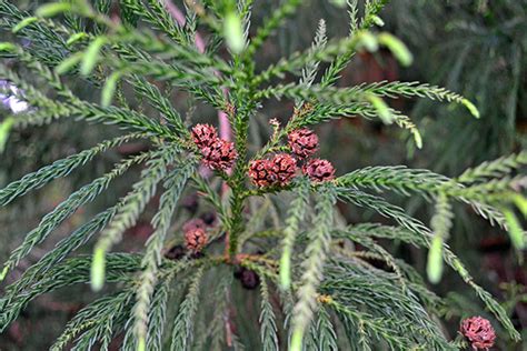 Cryptomeria japonica - UDBG