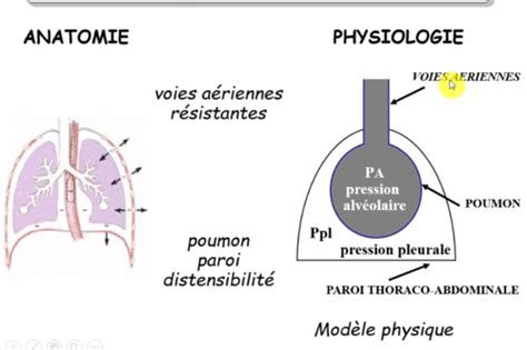 Cours M Canique Ventilatoire Cartes Quizlet