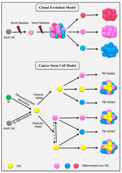 Cancers Free Full Text Conversion Of Stem Cells To Cancer Stem