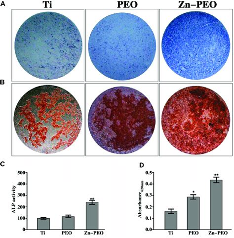 Alp Staining Of Bmscs After Days Of Culture And Ecm Mineralization Of