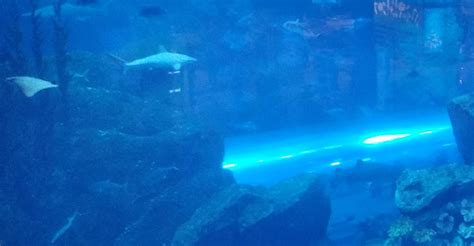 Japan Holiday to Osaka Aquarium Kaiyukan Tour Destination