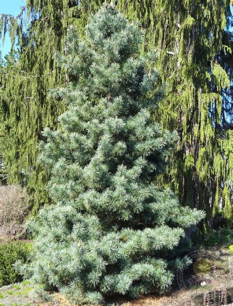 Сосна кедровая корейская Сильверей (Pinus koraiensis Silveray) купить ...