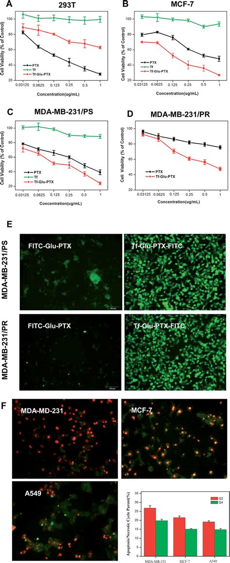 In Vitro Antitumor Efficacy And Cytotoxicity Of Tfgluptx Cell