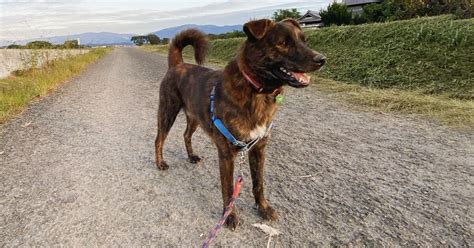 Japanische Hunderassen Vom Akita Bis Zum Shiba Inu Hundekumpel