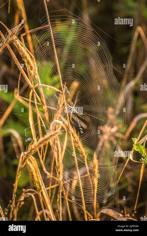 Orb Spider Web - Morning Dew - Sunrise Stock Photo - Alamy