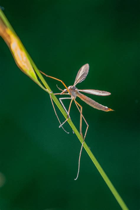 Wiesenschnake Tipula Paludosa Wiesenschnake Tipula Flickr