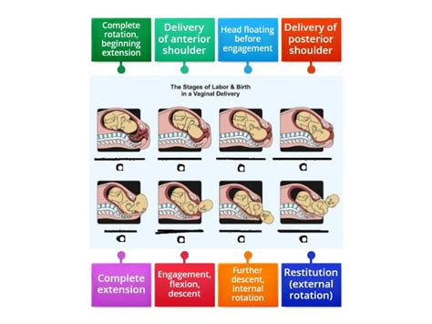 Fetal Delivery Stages - Labelled diagram