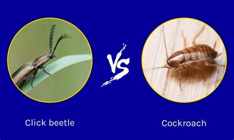 Click Beetle vs Cockroach: What are the Differences? - IMP WORLD