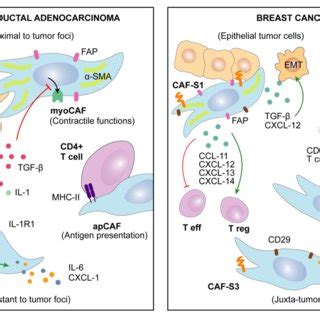 CAFs Secretome Determines Cancer Progression CAF Secreted Factors