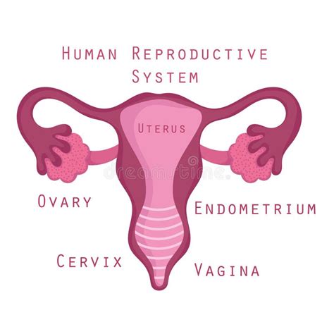 órgãos De Anatomia Do Sistema Reprodutivo Humano Feminino Ilustração do