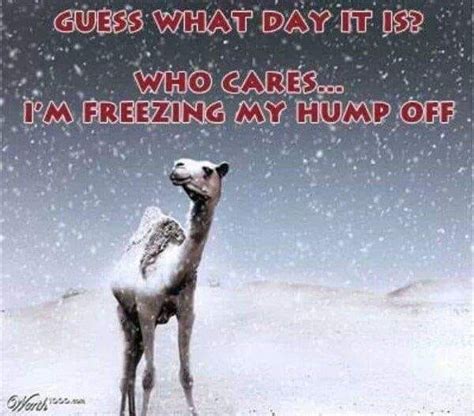 Pin By Kathie Connor On Weather Memes Hump Day Humor Christmas