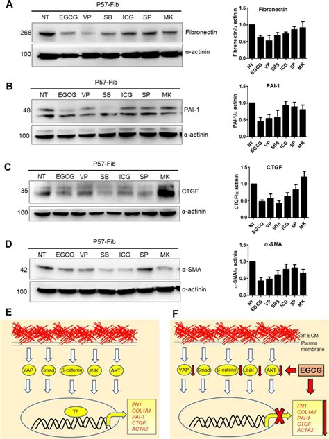 Comparative Effects Of Egcg With Signaling Pathway Specific Inhibitors