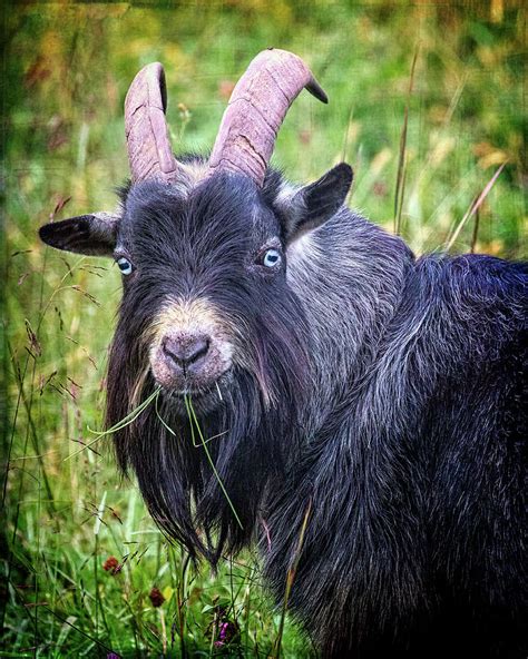 Billy Goat Gruff Photograph by Jaki Miller - Pixels