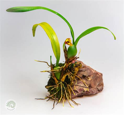 Maxillaria Variabilis Aff Red Orange Florariumplants